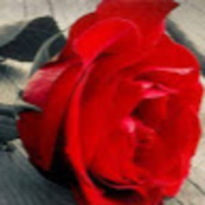 Meet your Posher, Misty